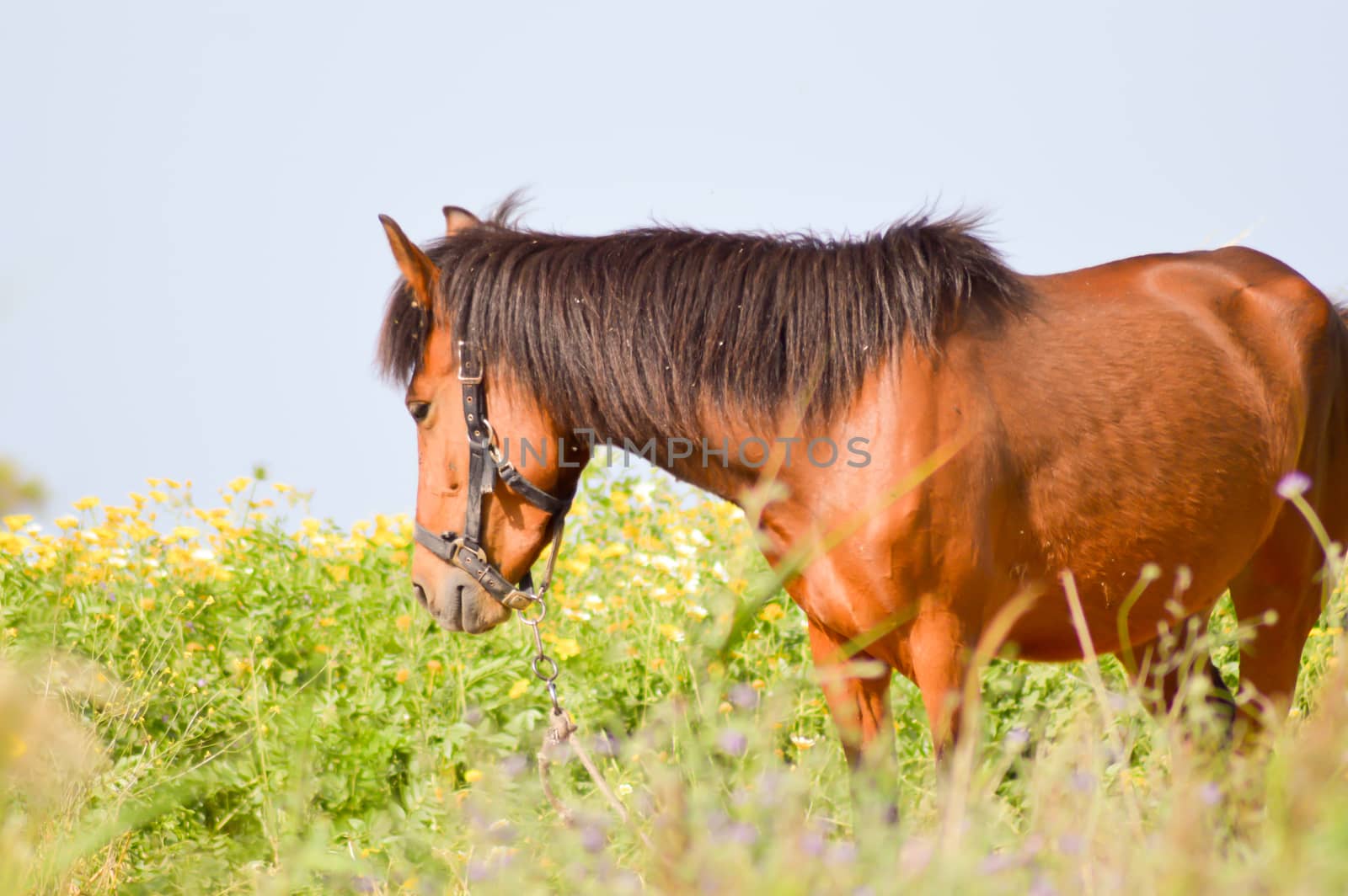 Brown horse in a meadow filled with daisies on the island of Crete