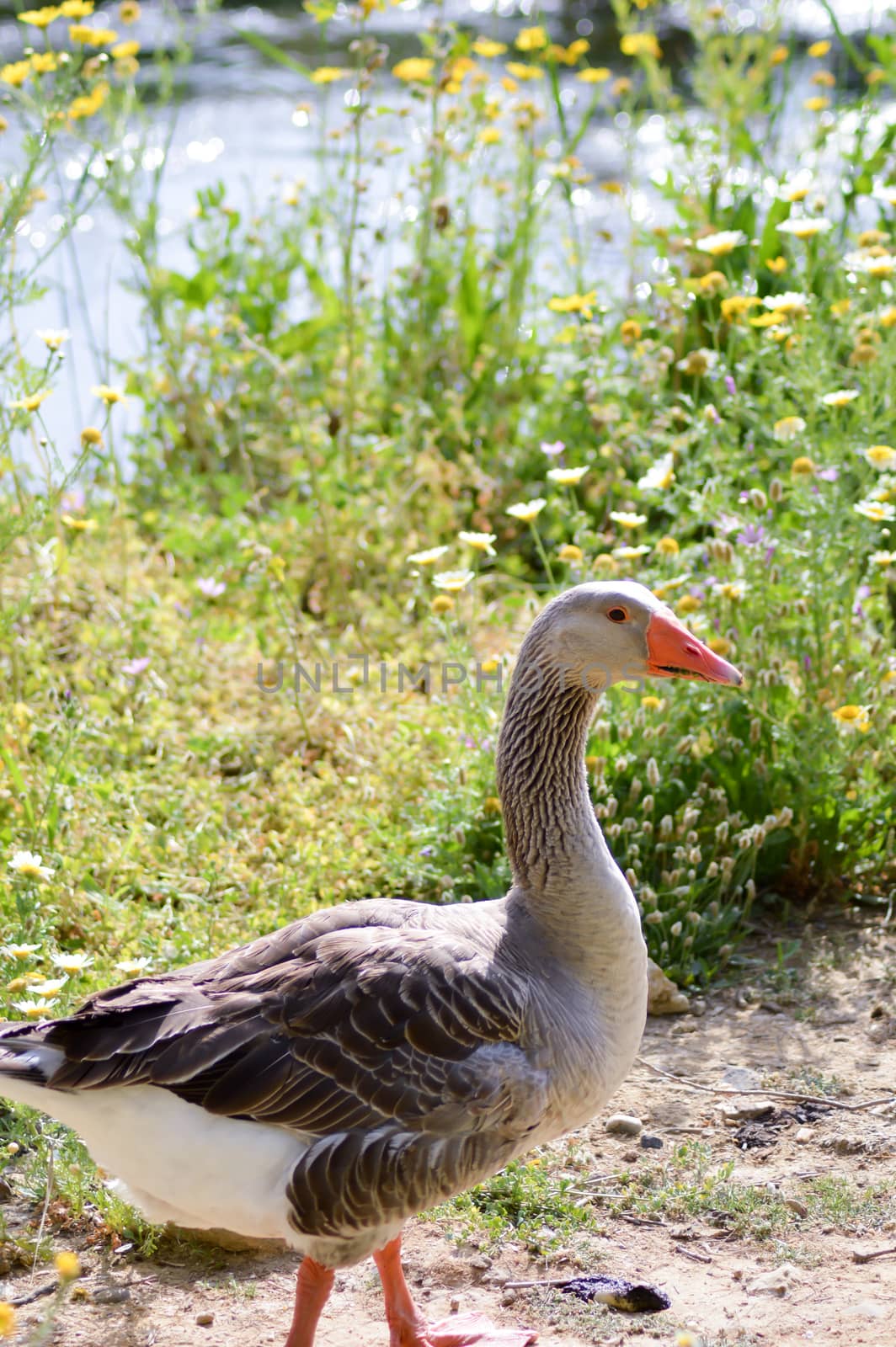 Male goose parmia of daisies  by Philou1000