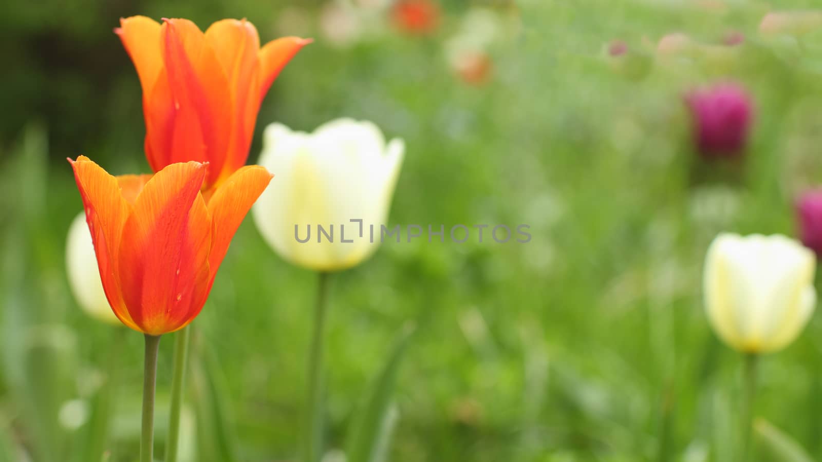 Flowers Red Tulips on green background close to