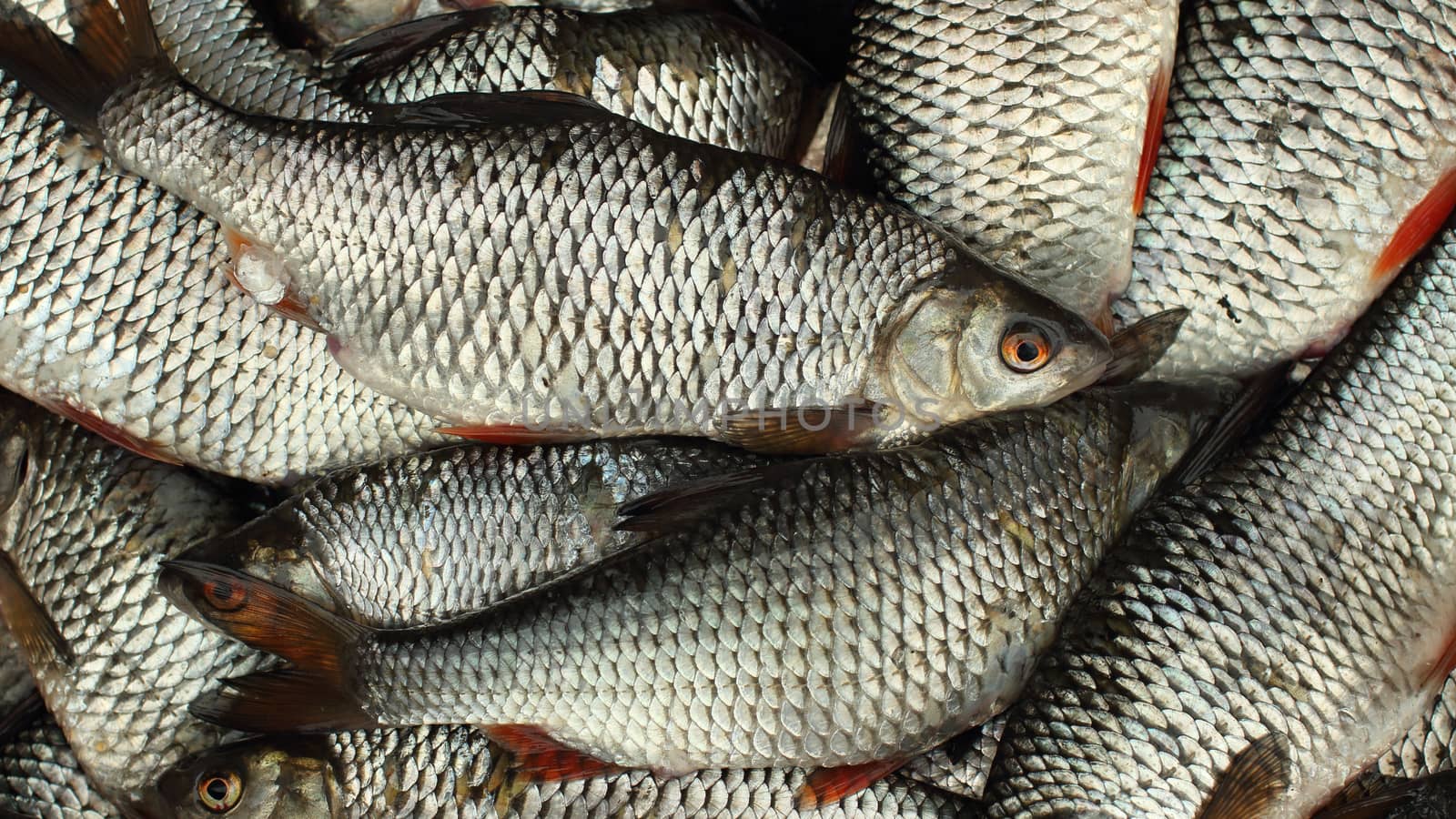 Live fish successful fishing full basket overhead view  