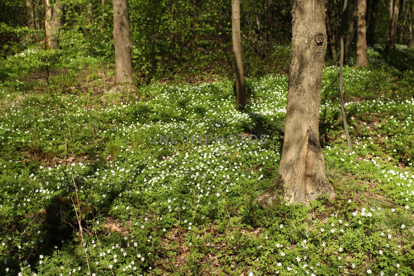 White wood anemone flowers Spring primroses in forest