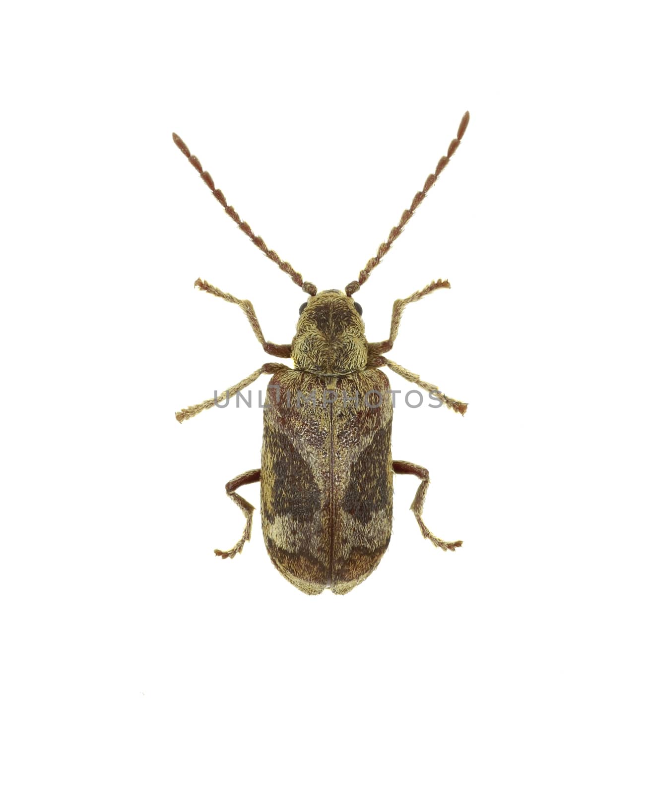 Death Watch Beetle Ptinomorphus on white Background  -  Ptinomorphus imperialis (Linnaeus 1767)