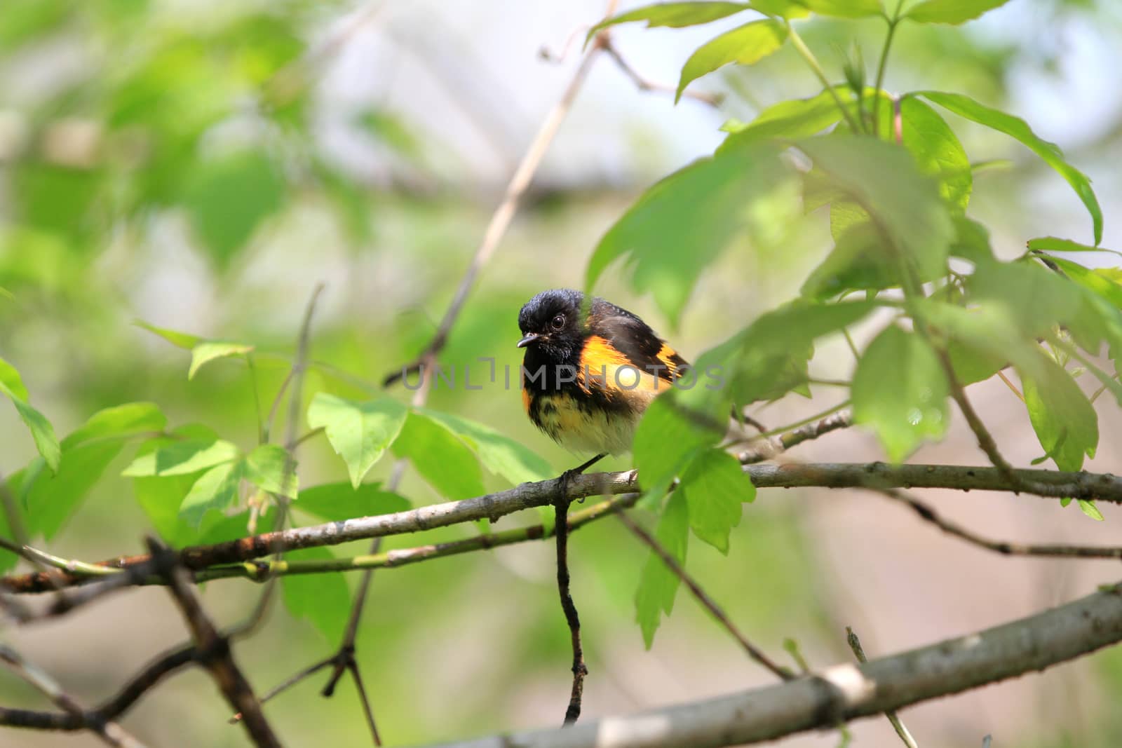 American Redstart male perched on branch in early spring