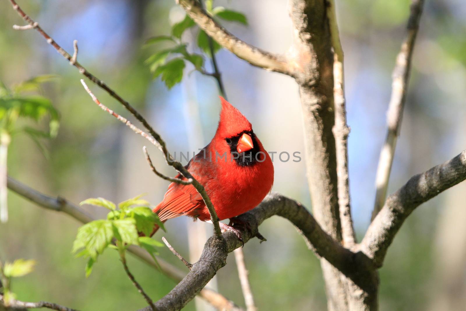 Cardinal male perched on branch in early spring