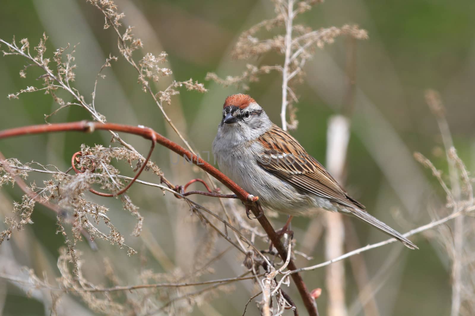 Chipping Sparrow perched on branch in early spring