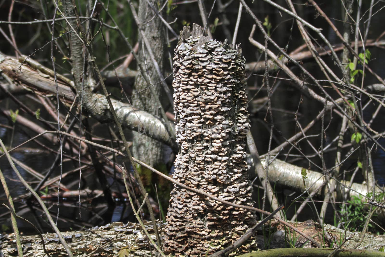 Fungi growing on dead stump early spring