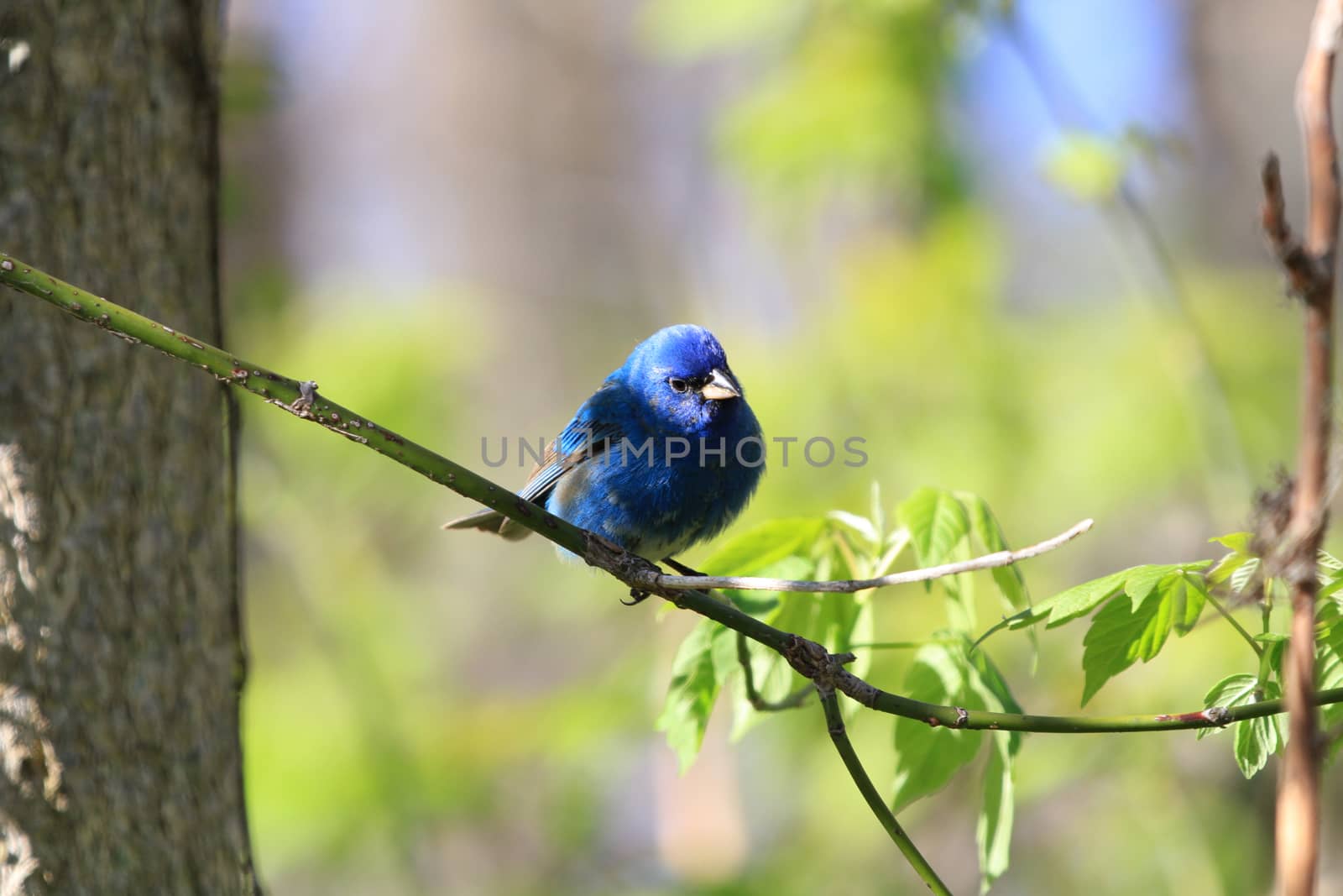 Indigo Bunting male by framed