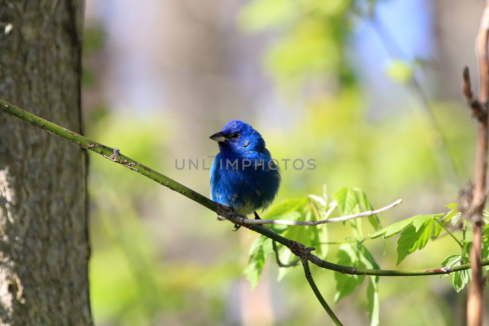 Indigo Bunting male perched on branch in early spring