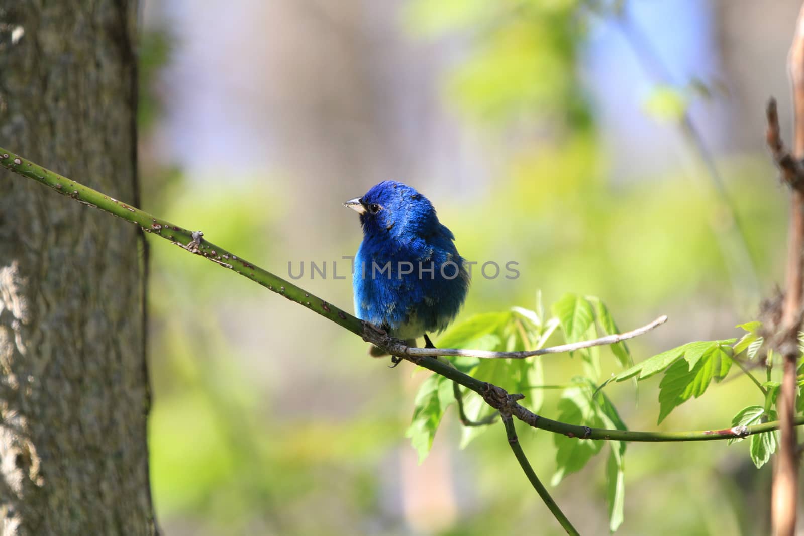 Indigo Bunting male perched on branch in early spring