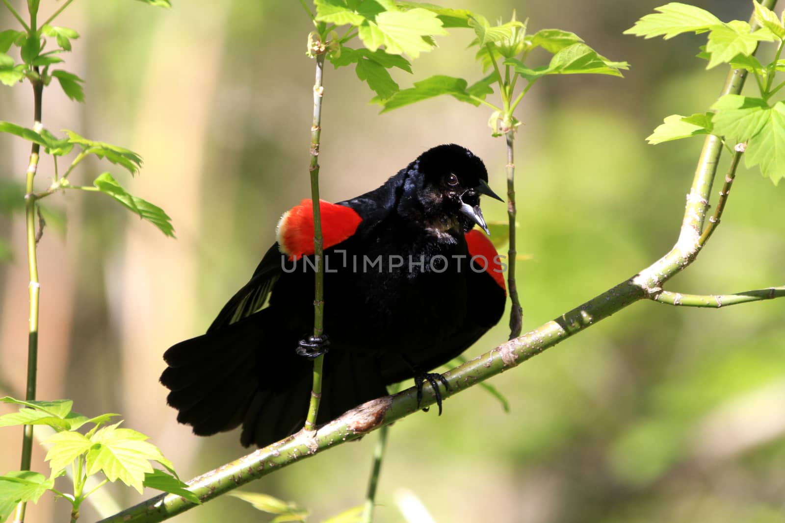 Red-wing Blackbird male displaying in early spring