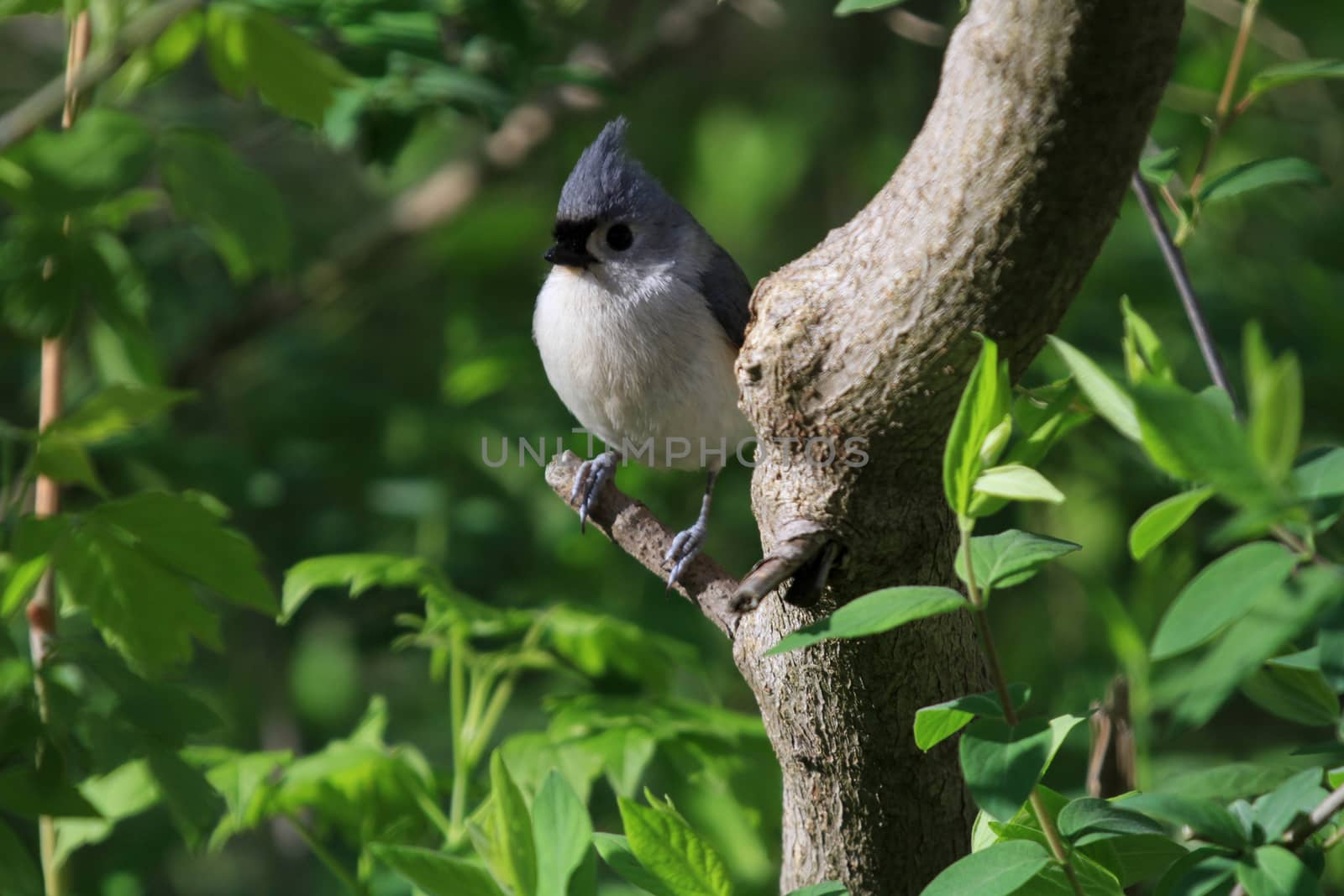 Tutfed Titmouse perched on branch in early morning sun