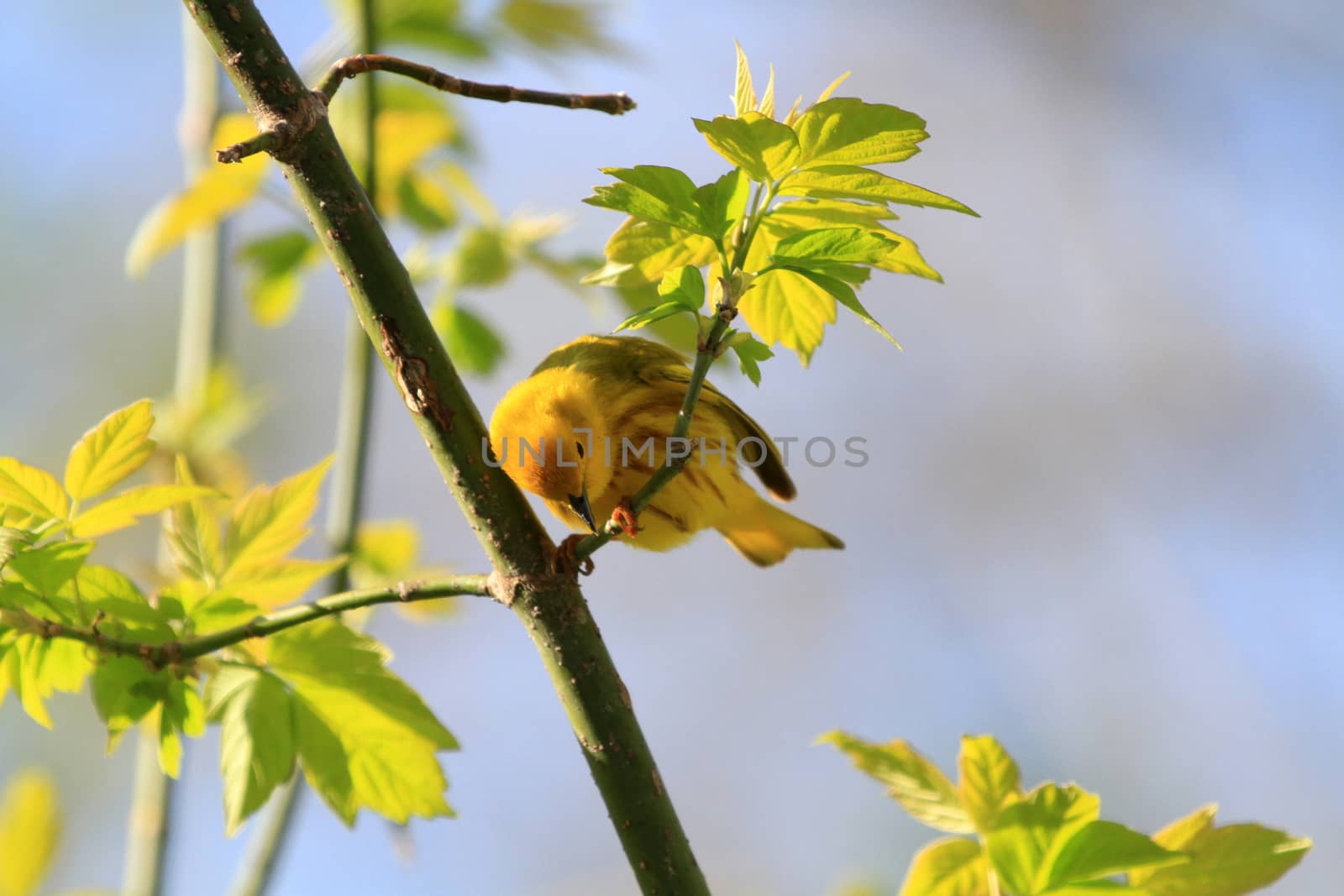 Yellow Warbler feeding on insects in early spring