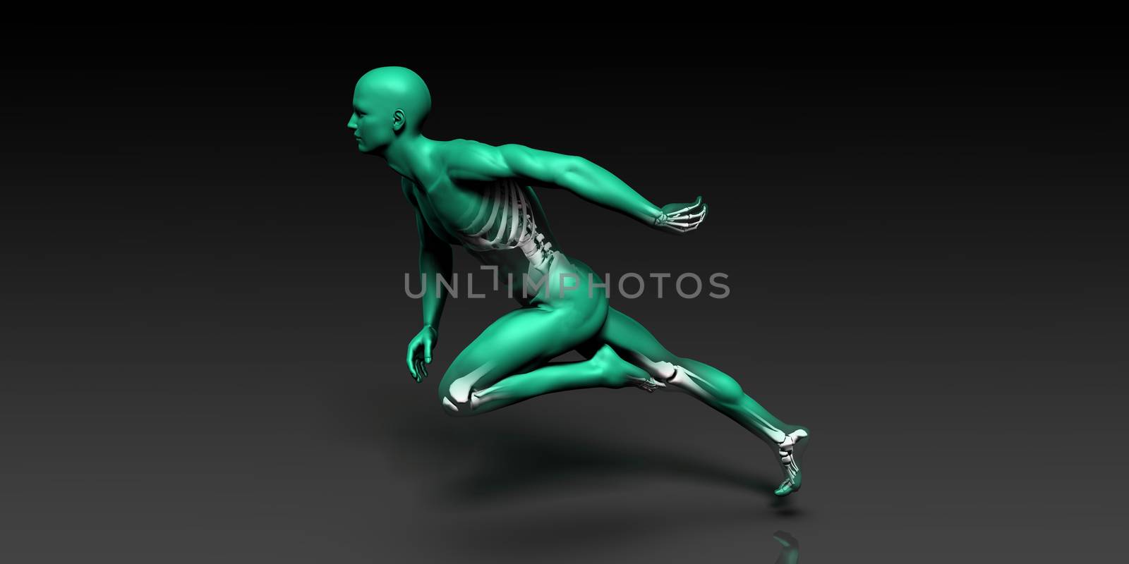Human Anatomy with Visible Skeleton and Muscles by kentoh