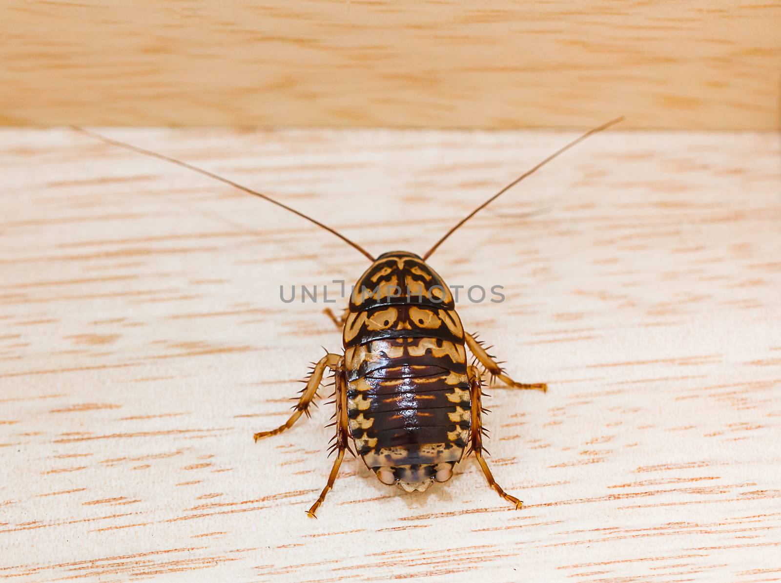 Close up dead cockroach on wood floor background