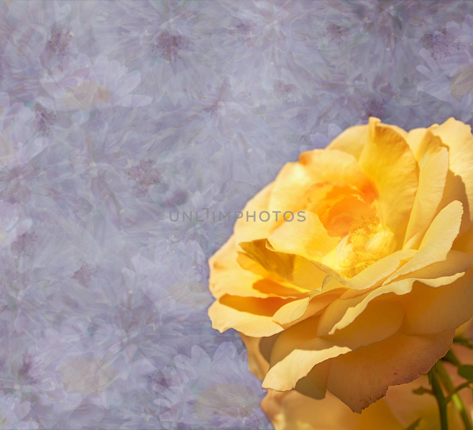 Yellow Rose Flower for Condolences by sherj