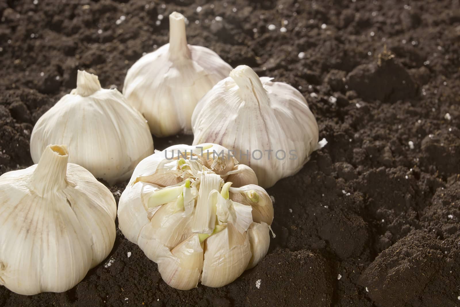 Ripe fresh garlic on freshly scraped ground