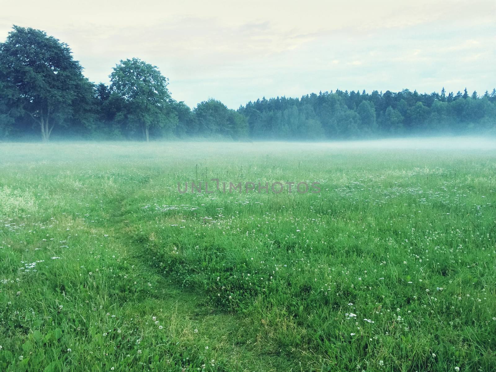 Path in a misty green meadow. Scandinavian nature in summer.