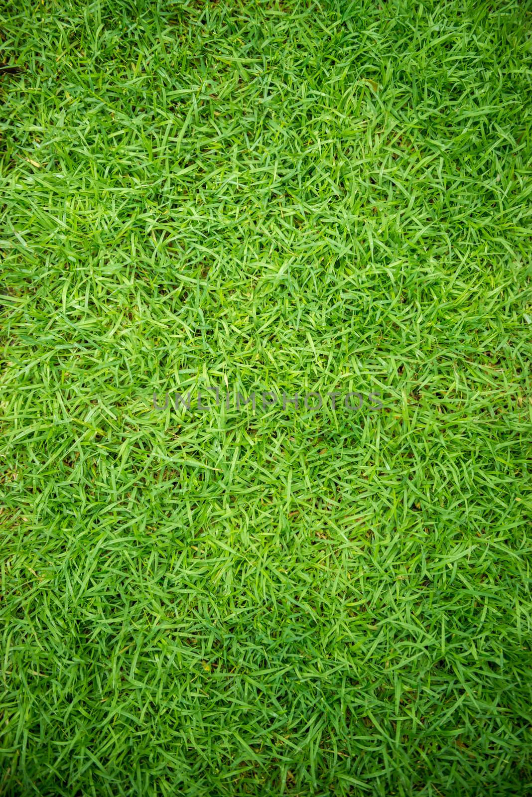 green grass texture by antpkr