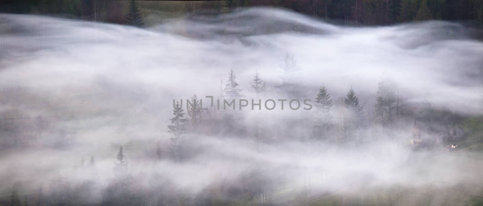 Waves of smoke in a mountain forest. Misty morning panorama. Coniferous forest in fog, Misty pine woodland.