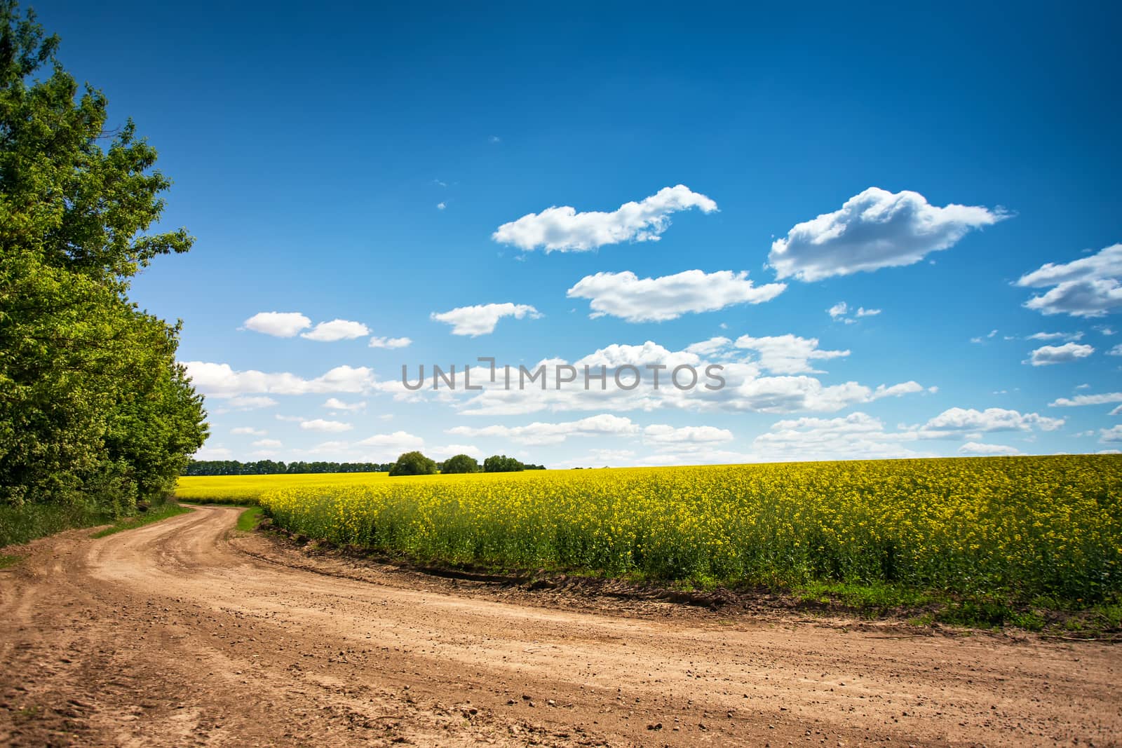 Dirt road in flowering field, beautiful countryside, sunny day. Yellow flowering fields, ground road and beautiful valley, nature rural spring landscape