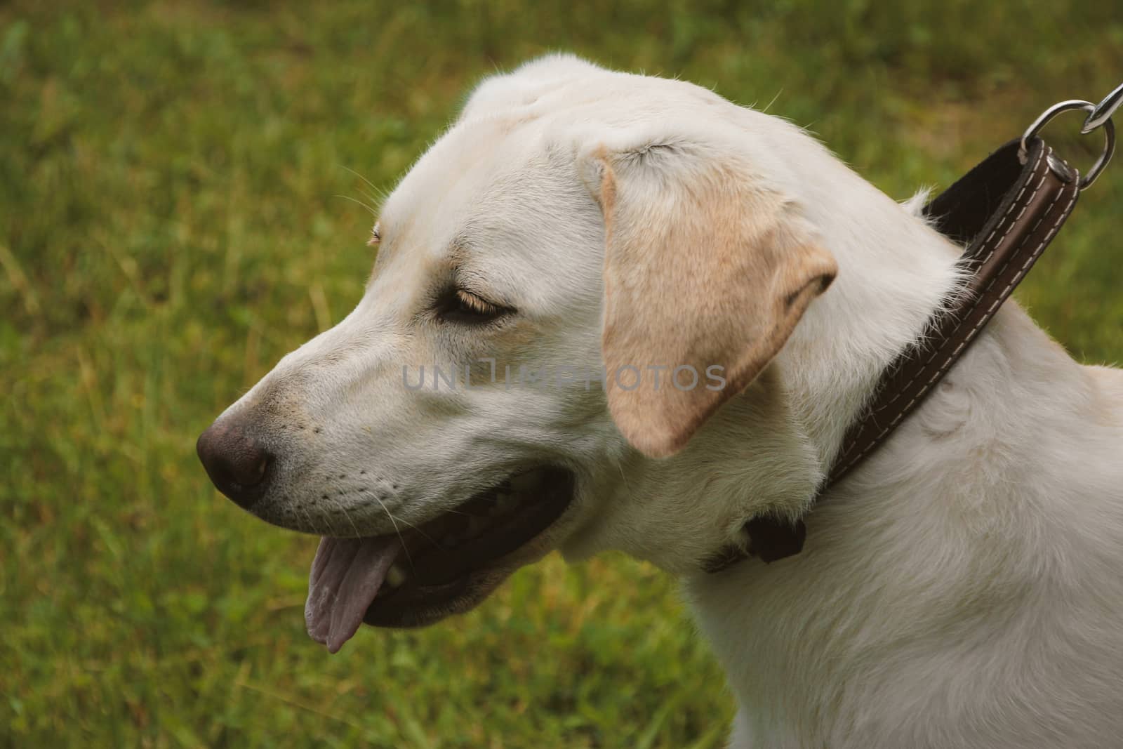 Golden labrador retriever on green grass lawn. Shallow depth of field.