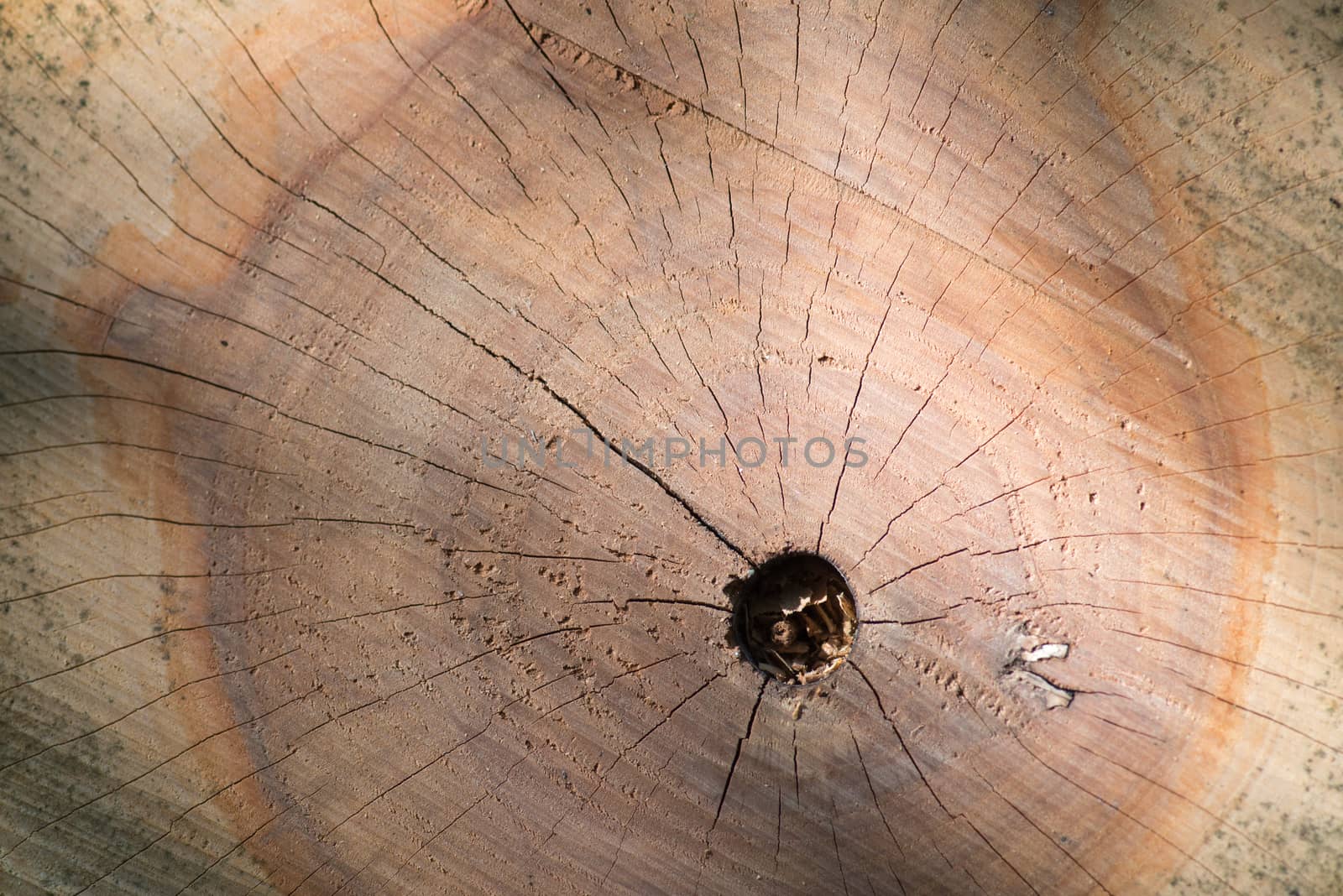 Cracked Wooden stump texture top view with hole.