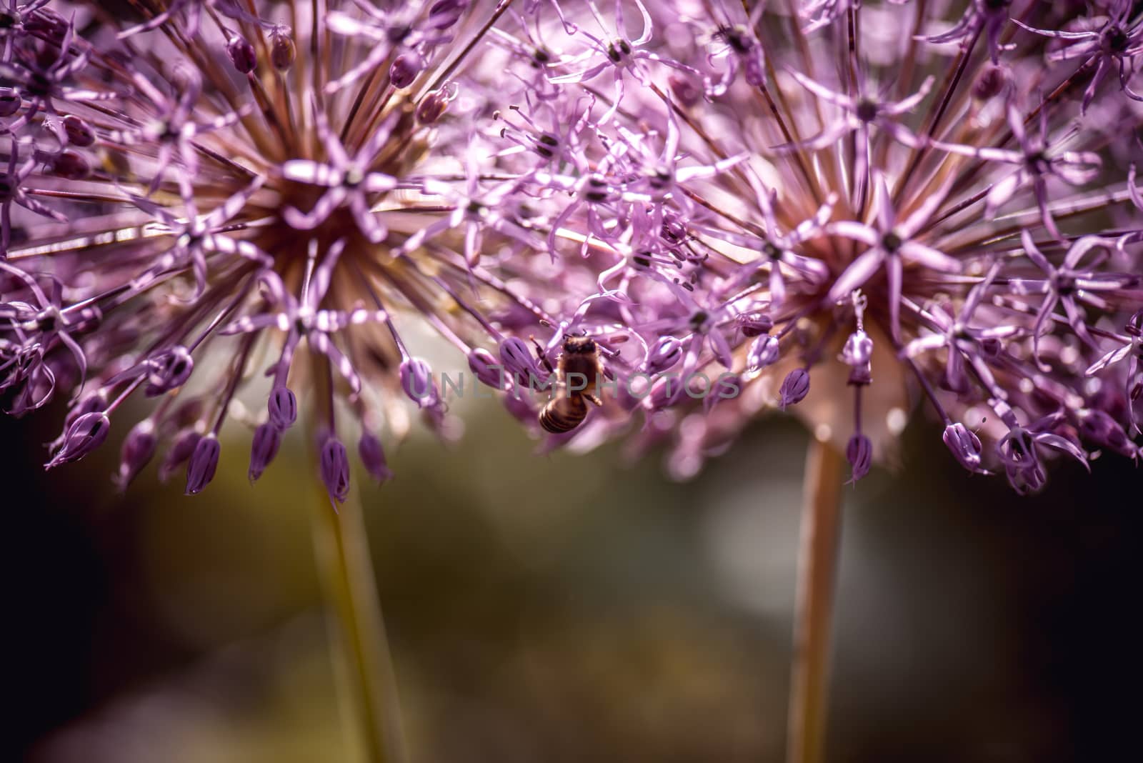 Bee collecting nectar on purple alum garlic flower. macro close-up by skrotov