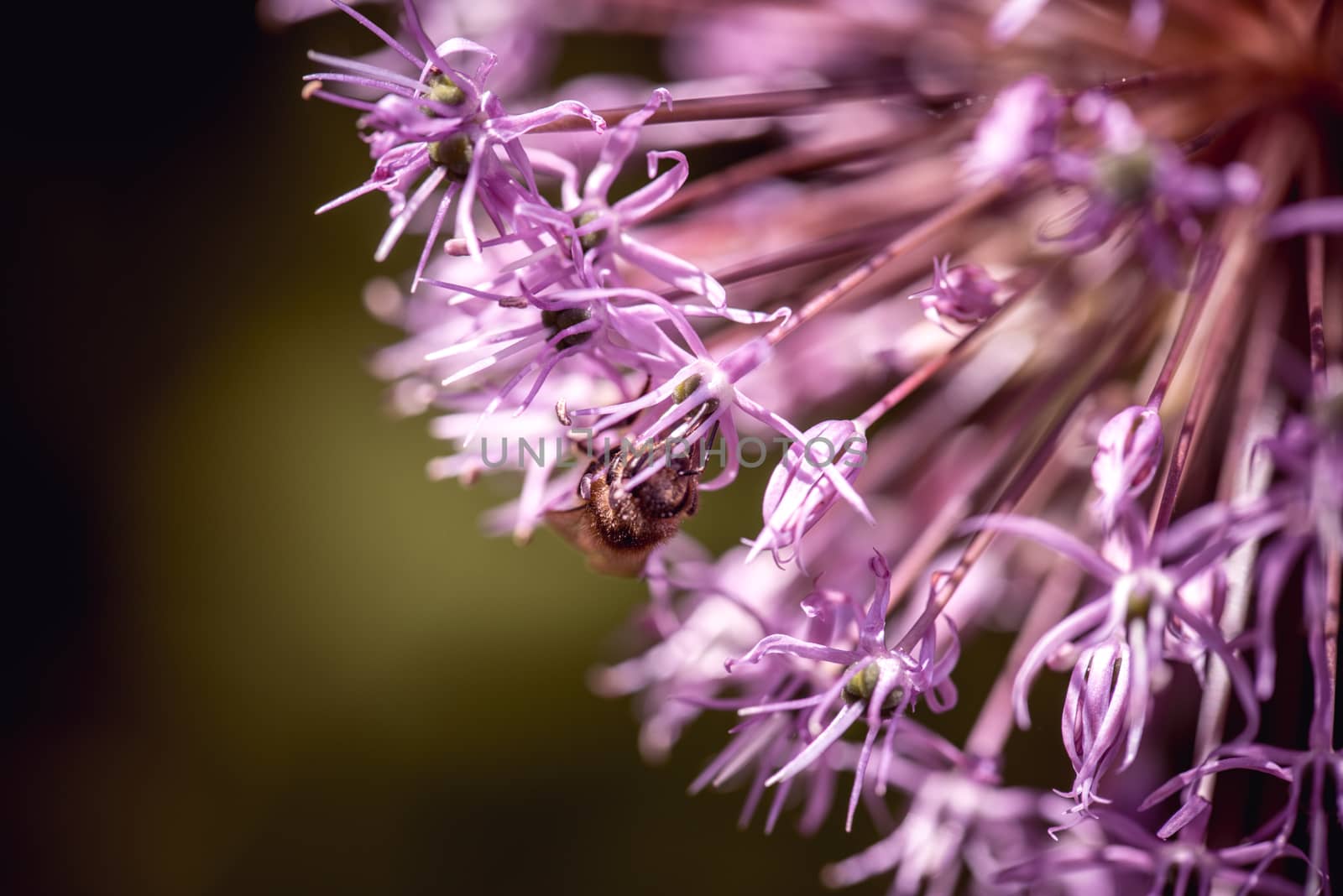 Bee collecting nectar on purple alum garlic flower. macro close-up by skrotov