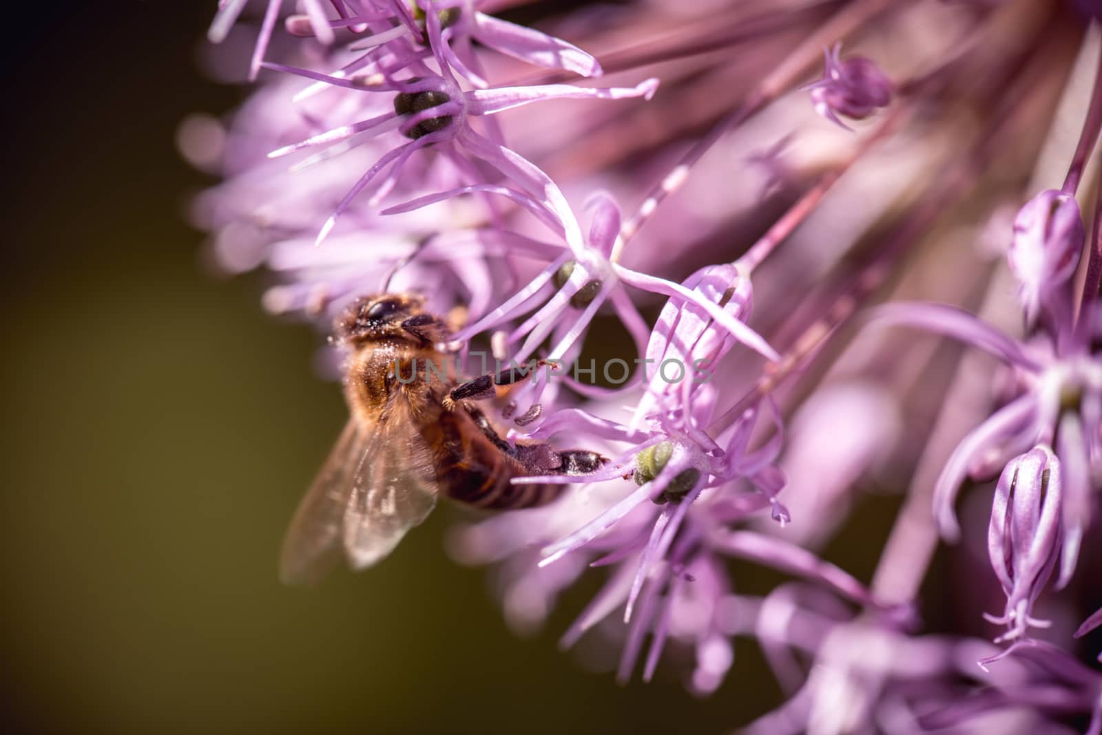 Bee collecting nectar on purple alum garlic flower. macro close-up by skrotov