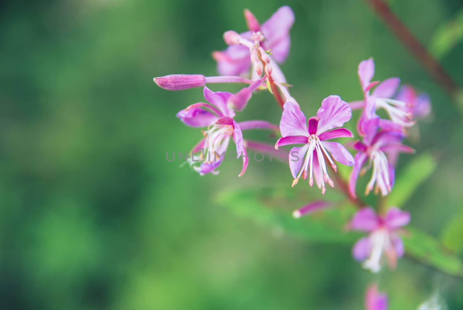 Blooming Willow herb Ivan tea fireweed Epilobium angustifolium macro closeup background by skrotov