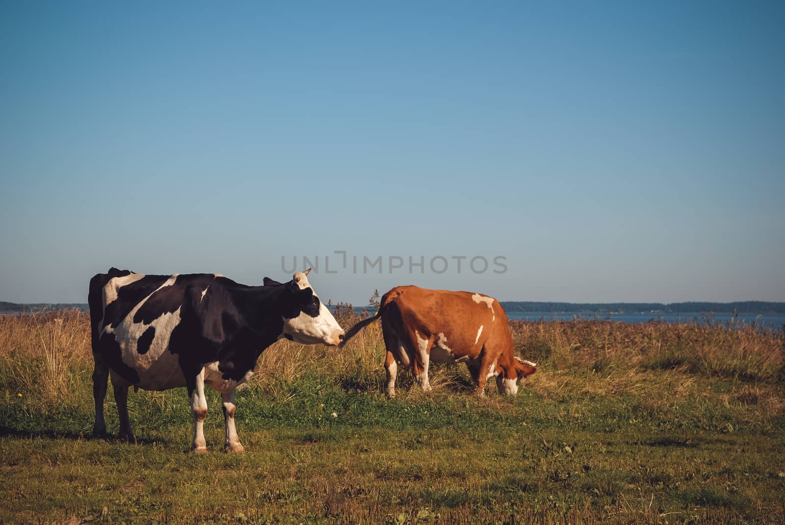 Cows grazing on green meadow at sunny day.