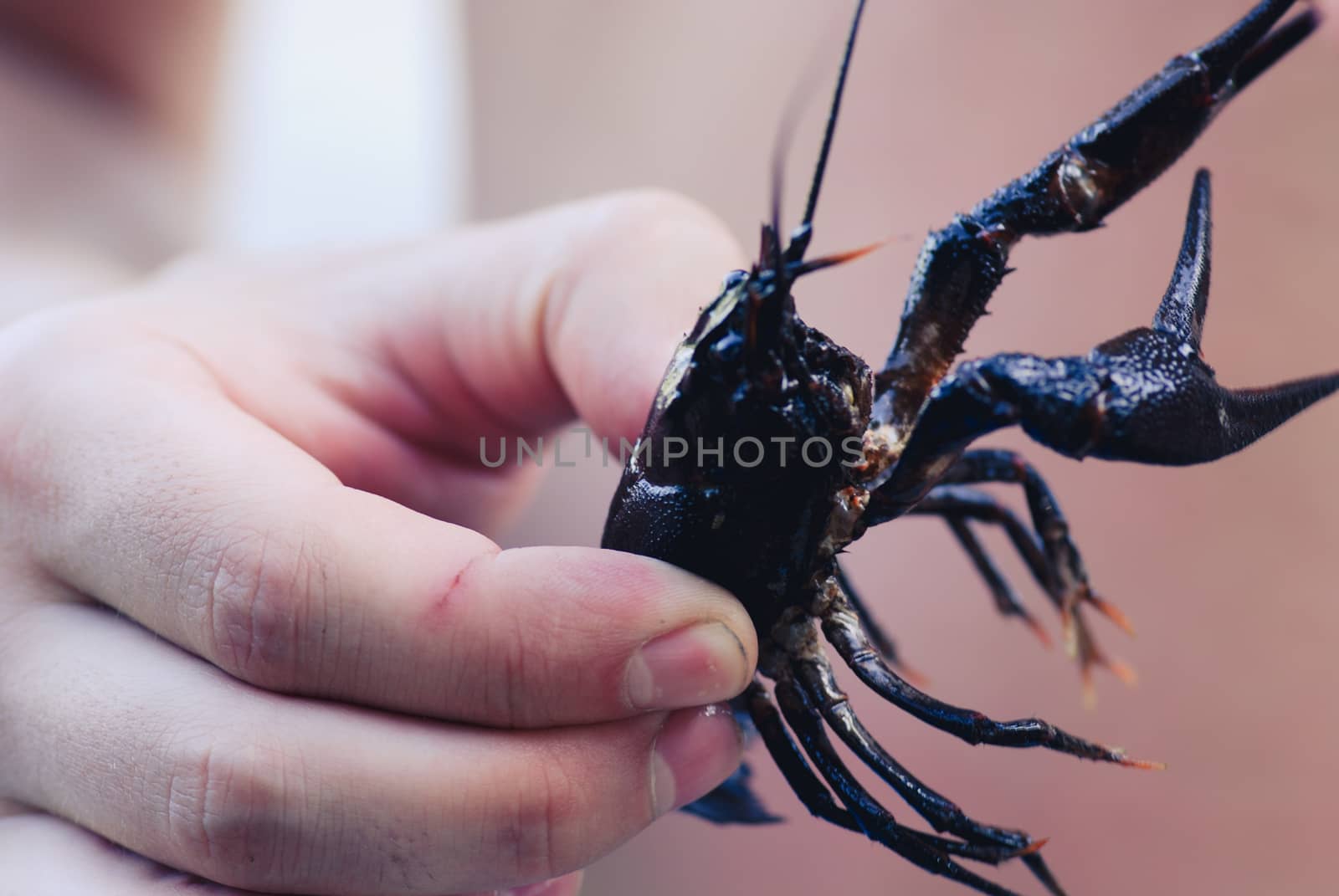 man holding wild Signal crayfish in hand by skrotov