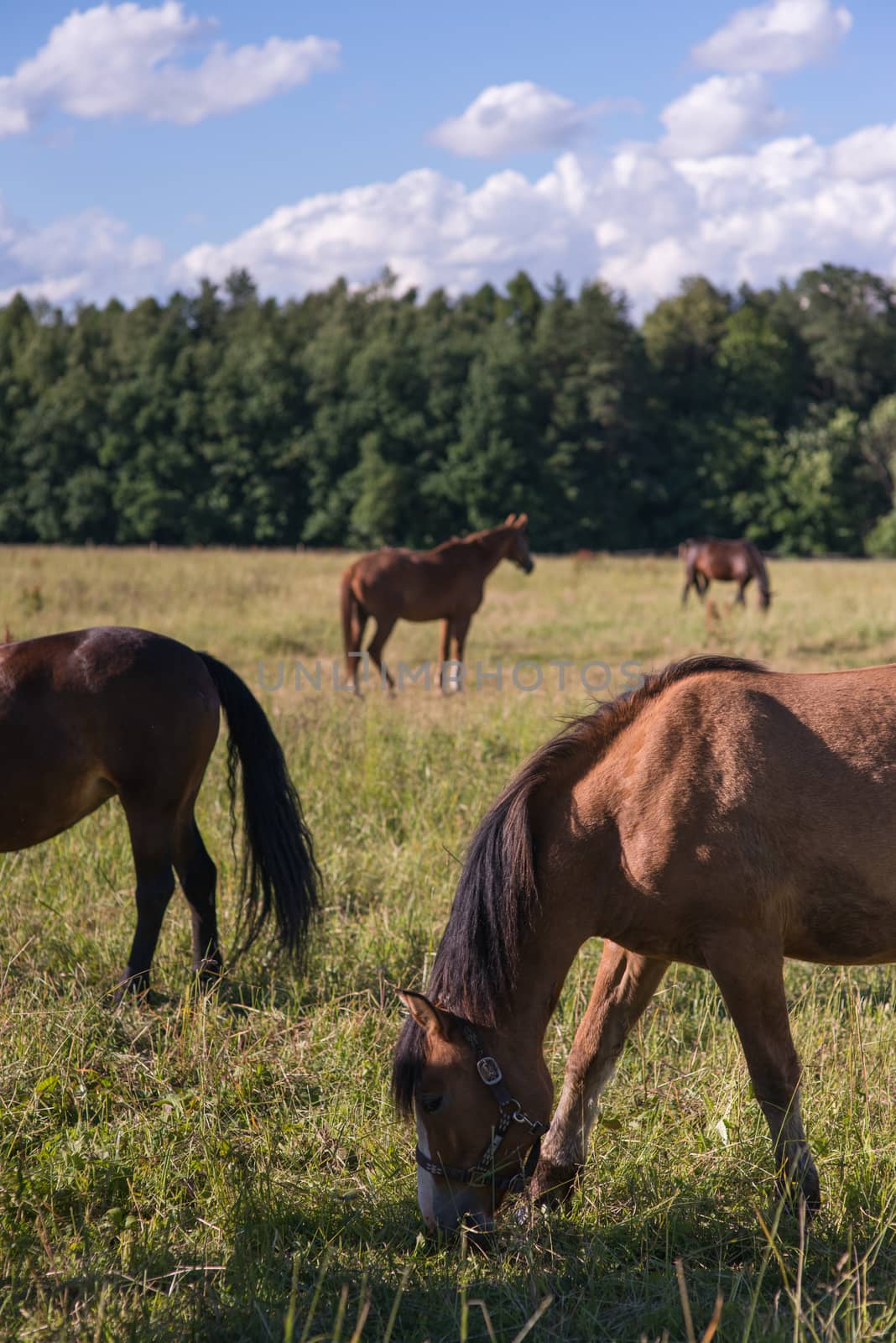 group of chestnut horses graze in a paddock by skrotov