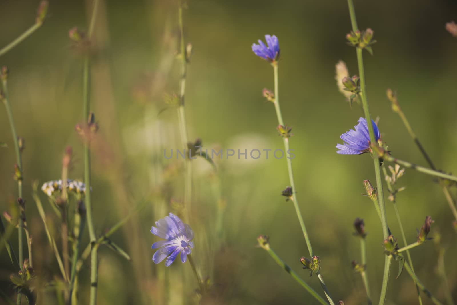 Close-up on blue flowers blurred bokeh background by skrotov