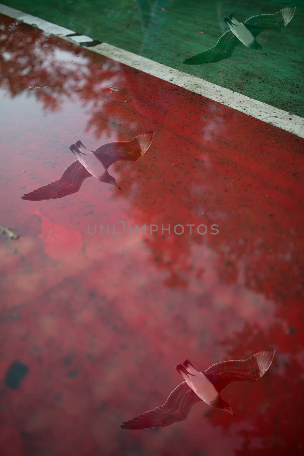 Artistic photo of seagull landing on a red green surface water . Wild bird and his reflection by skrotov
