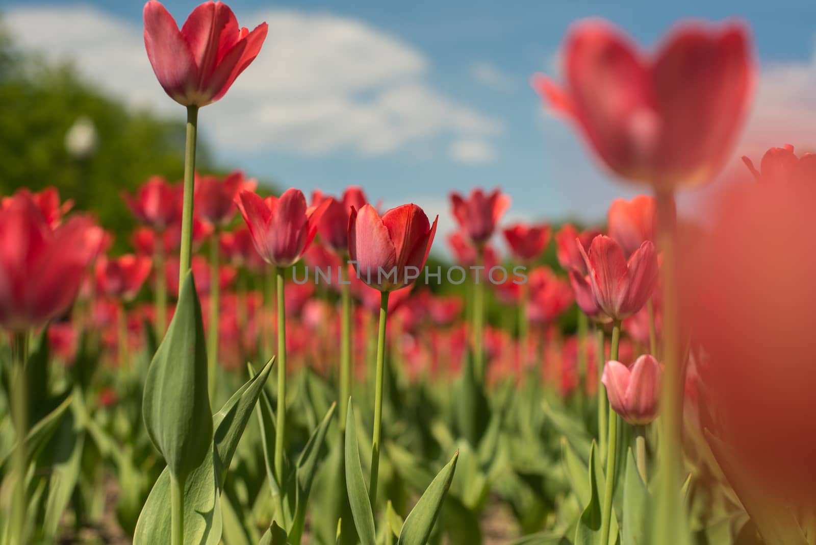 Group of red tulips flower in the park. Spring blurred background.