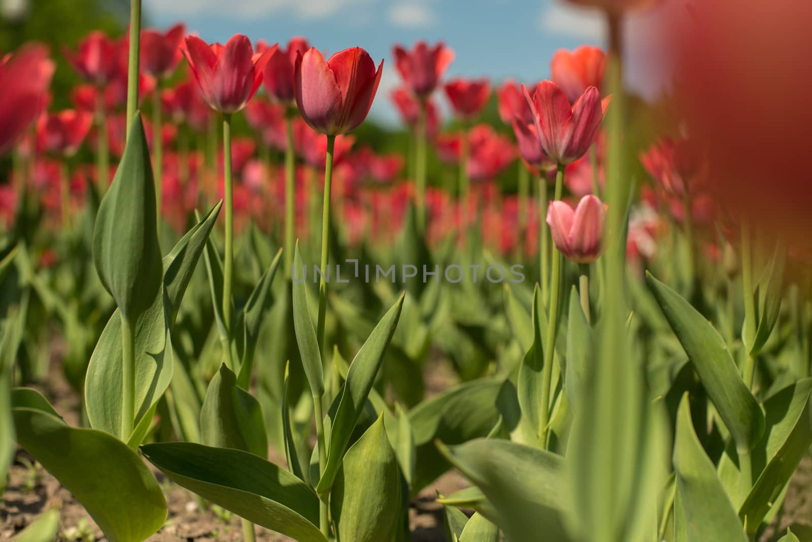 Group of red tulips flower in the park. Spring blurred background.