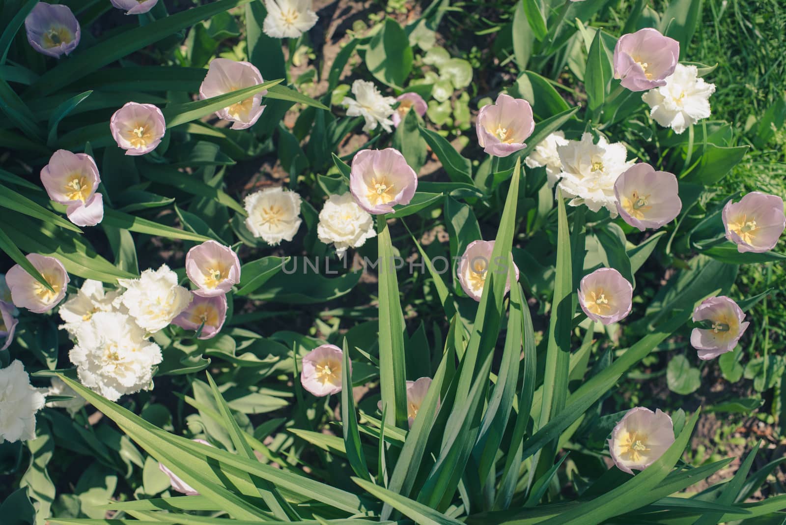 Group of red tulips flower in the park. Spring blurred background by skrotov