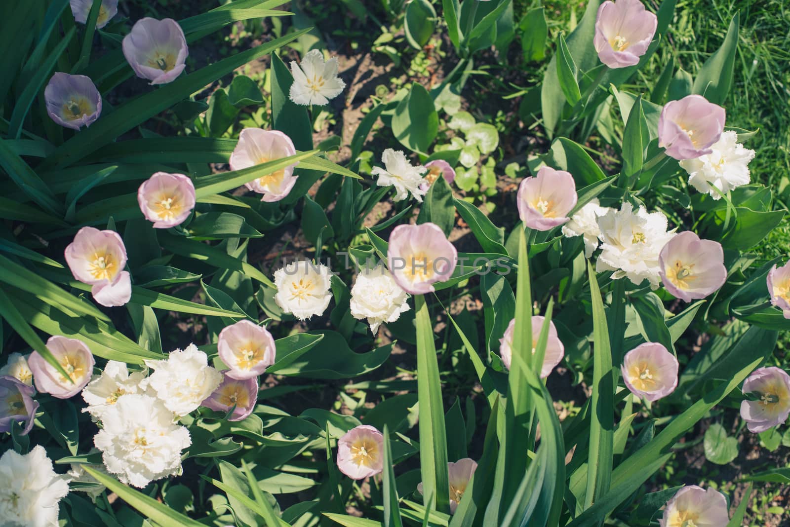 Group of red tulips flower in the park. Spring blurred background.