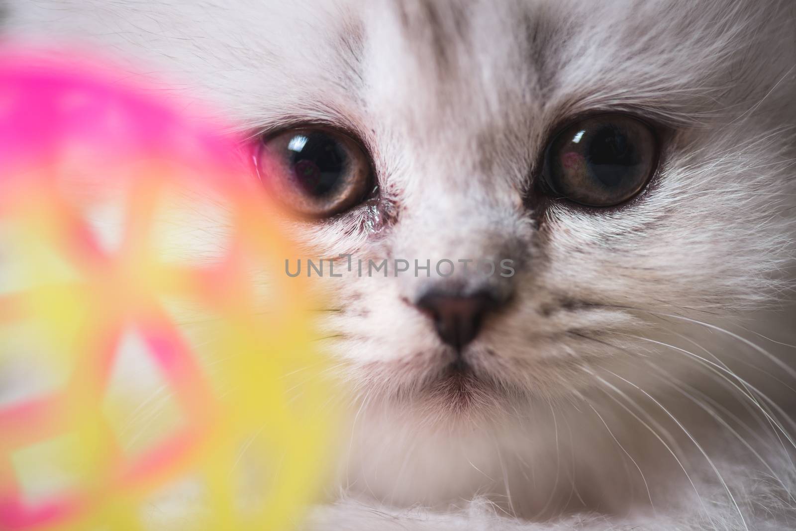 white adorable cat portrait close-up macro shot by skrotov