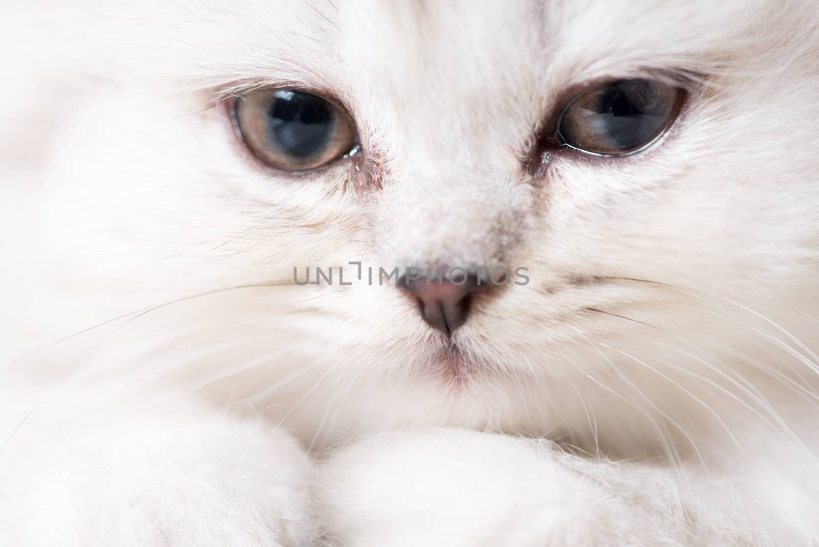 white adorable cat portrait close-up macro shot by skrotov