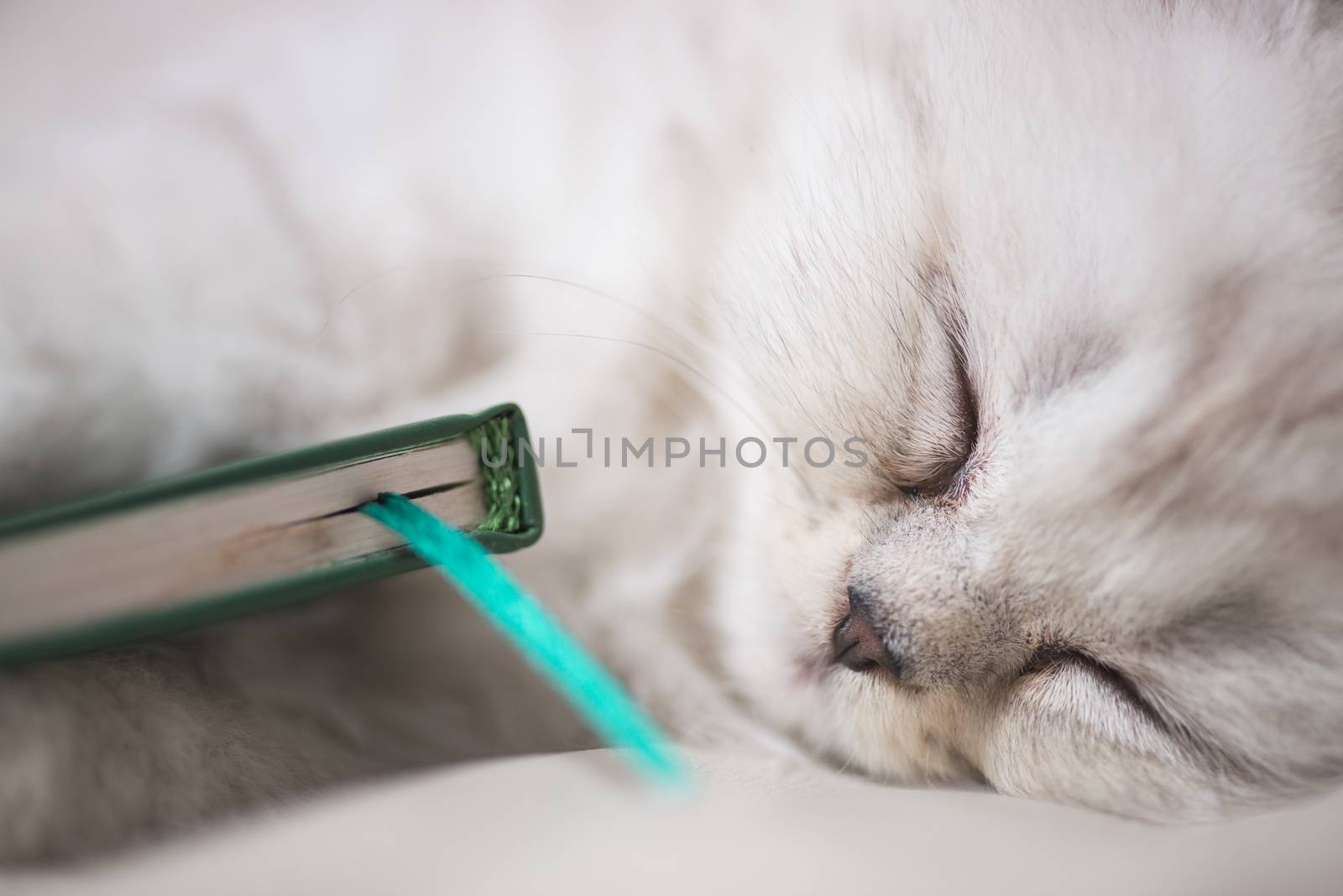 white adorable cat is sleeping after reading the book. portrait close-up macro shot by skrotov