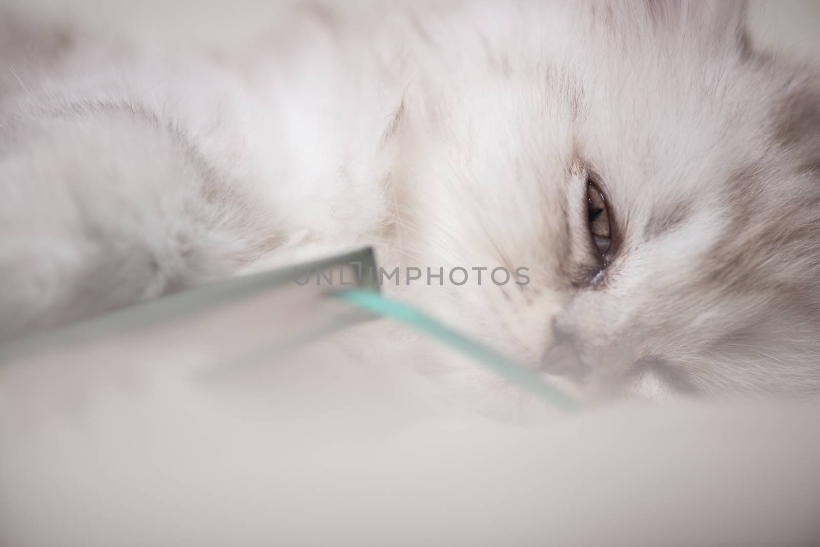 white adorable cat is sleeping after reading the book. portrait close-up macro shot by skrotov