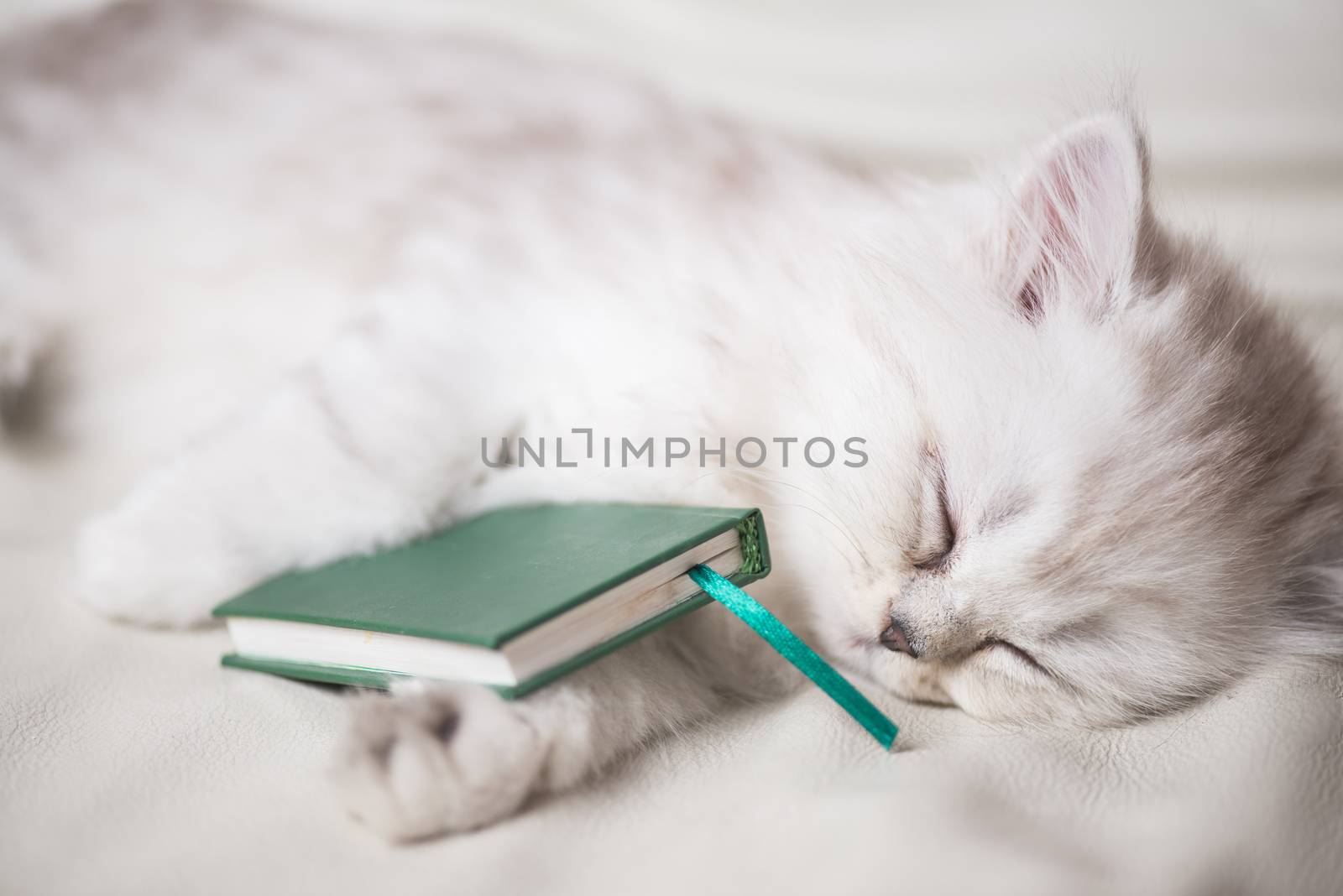 white adorable cat is sleeping after reading the book. portrait close-up macro shot.