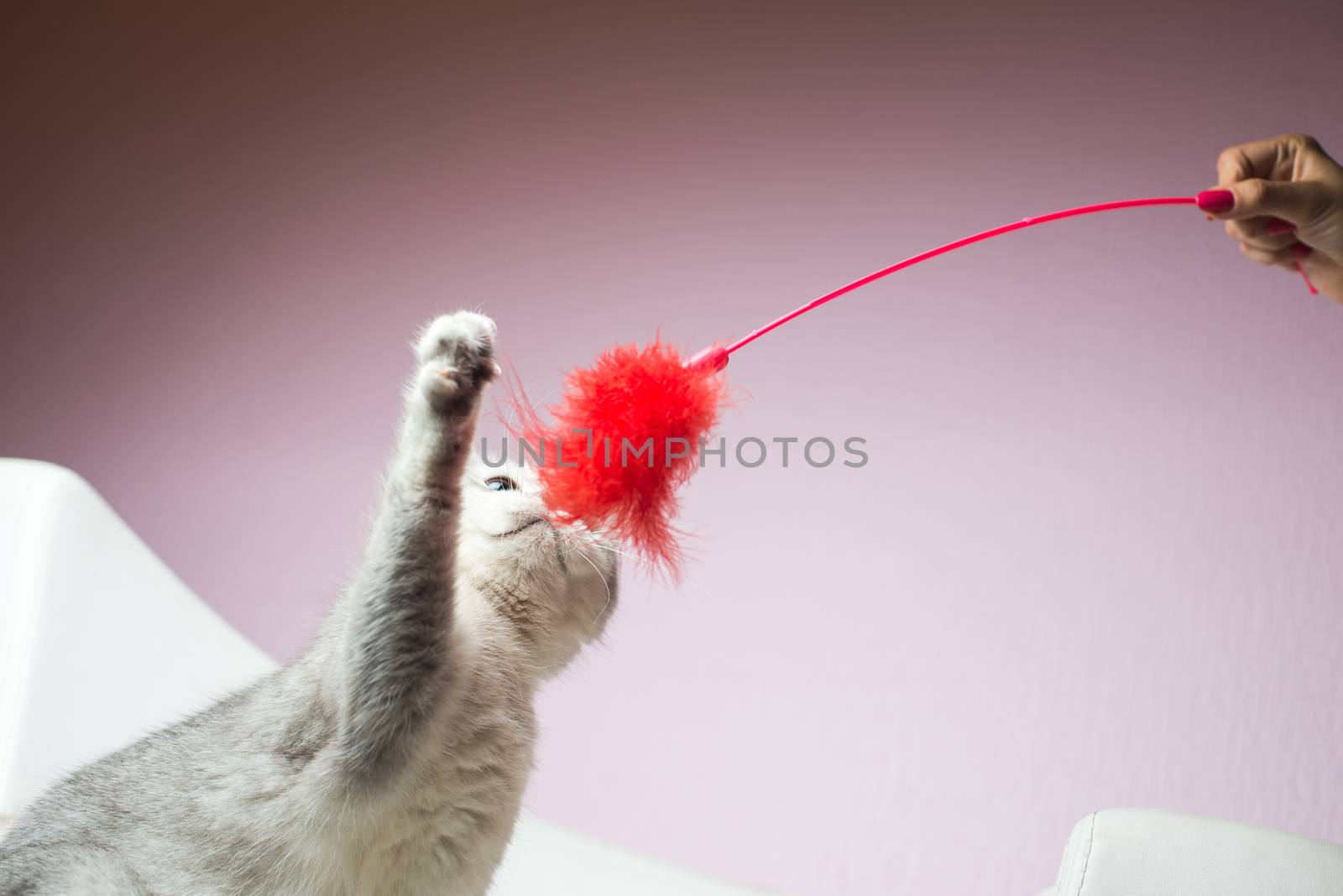 white gray adorable cat playing with the girl by skrotov