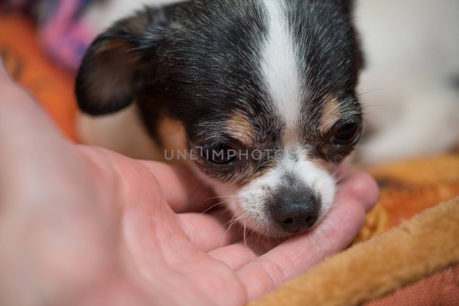 A very little puppy laying sadly on the owners hand.