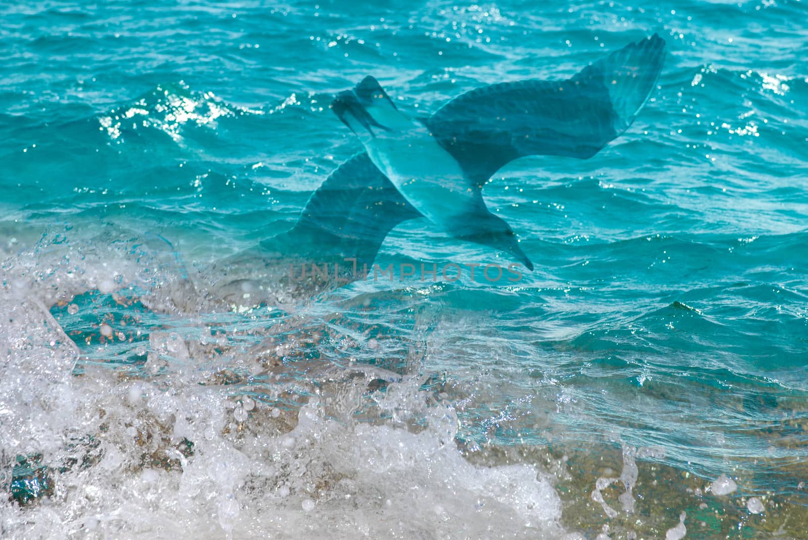 Photo of beautiful clear turquoise sea ocean water surface with ripples low waves on seascape background and seagull, horizontal picture by skrotov