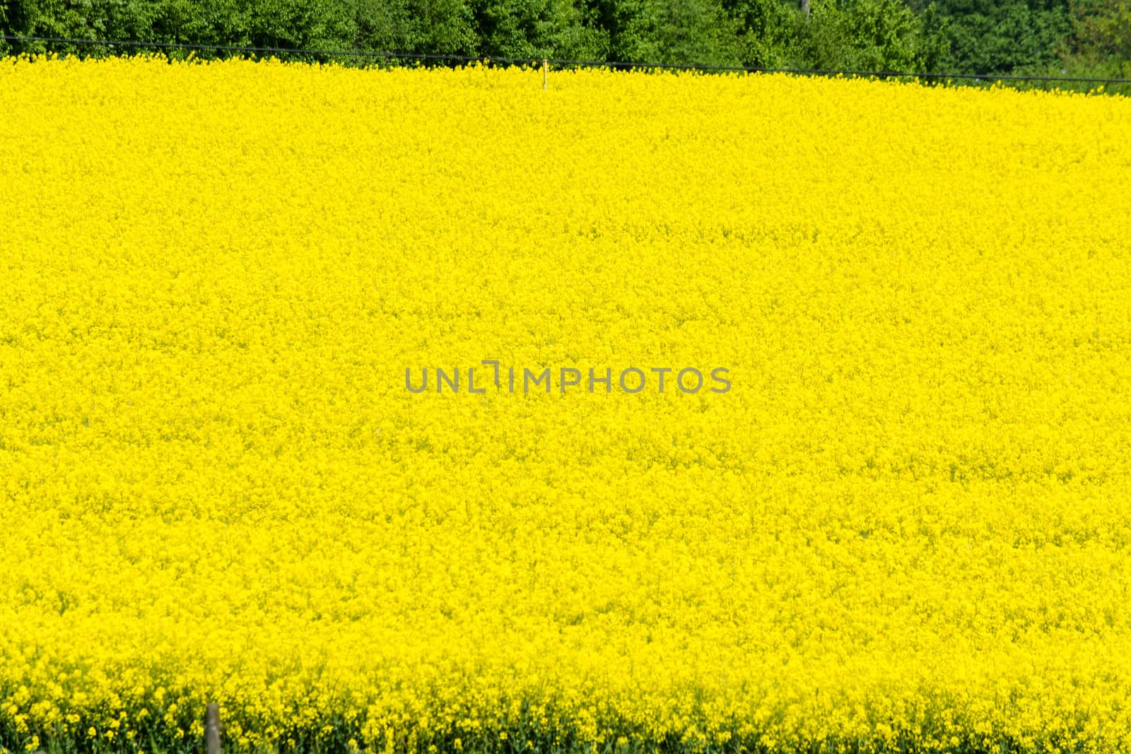 Blooming canola field with beautiful blue sky in the background.
Symbolizing green energy.