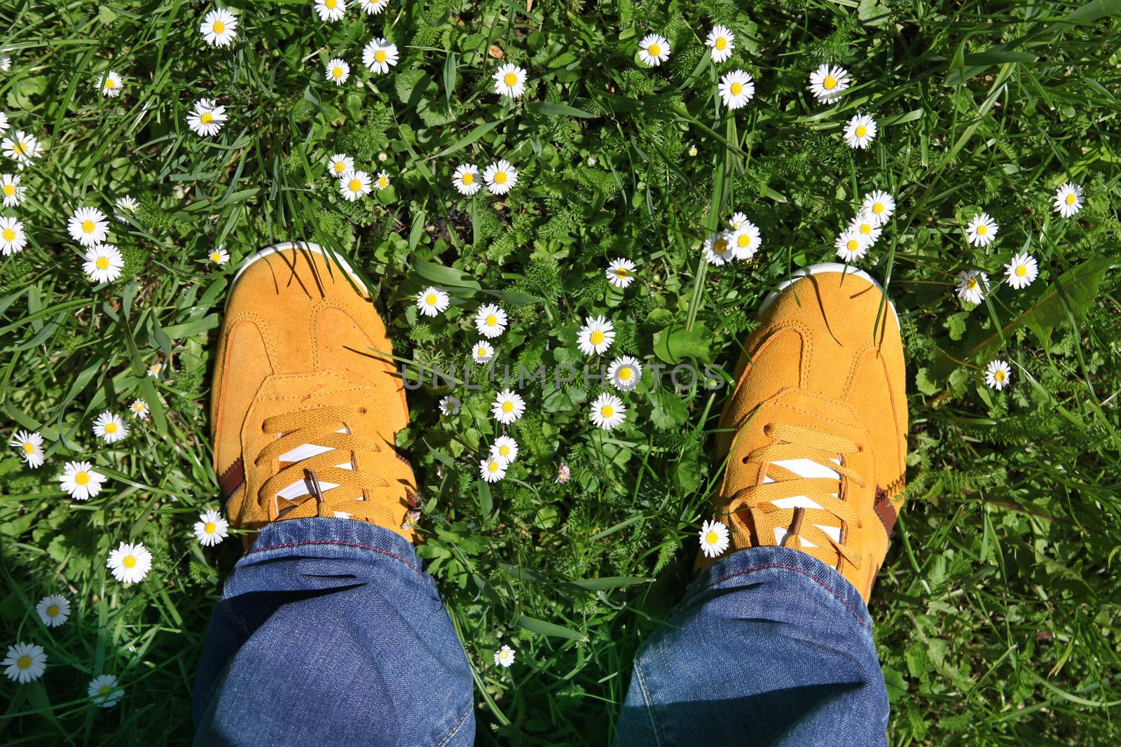 Part of legs in sports shoes on green grass around camomiles