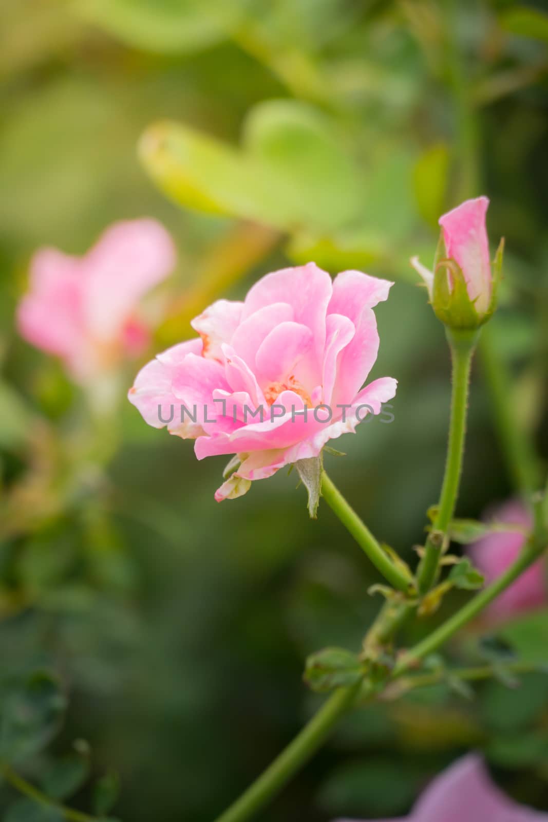 The background image of the colorful flowers by teerawit